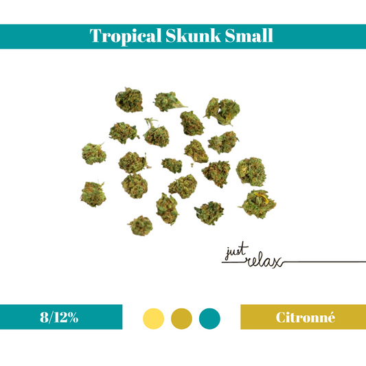 Tropical Skunk Small